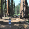 moresequoia